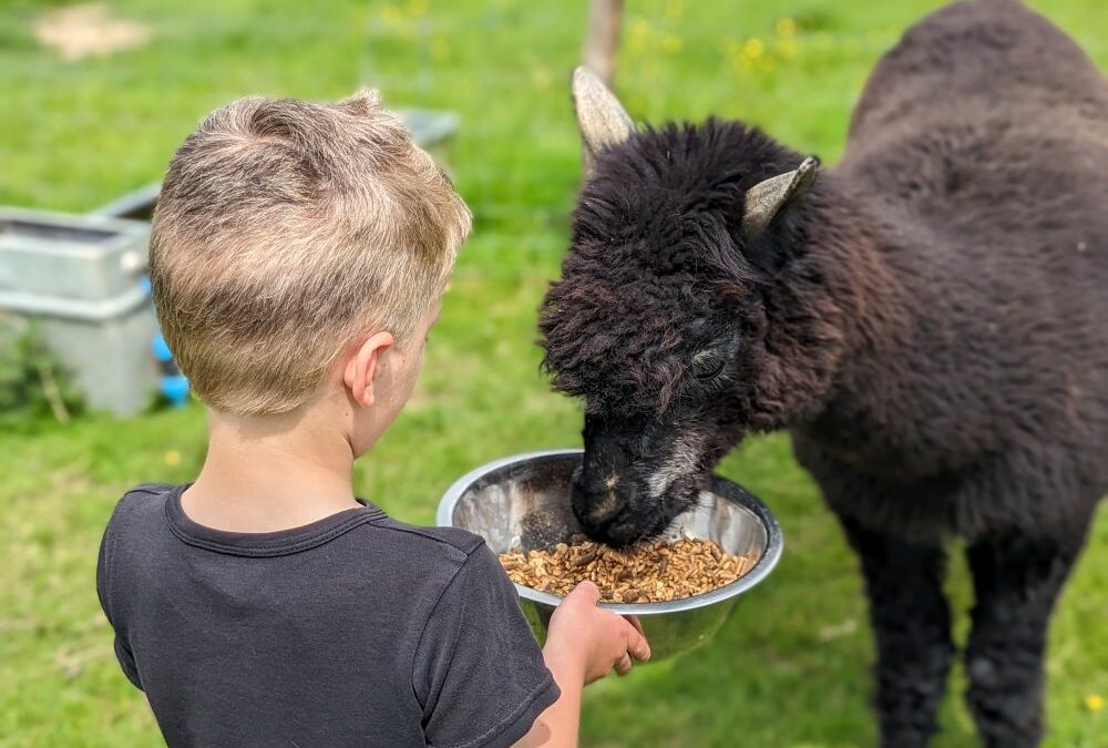 Invicta Law and Dandelion Time: A Local Partnership Changing Young Lives